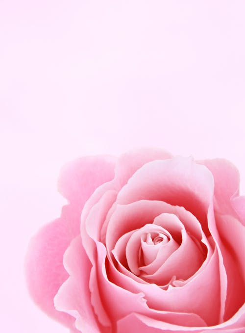 粉红玫瑰特写摄影 · 免费素材图片