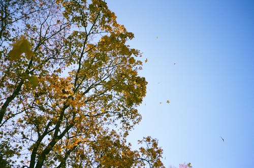 白天白绿蓝天下的绿叶树的低角度摄影 · 免费素材图片