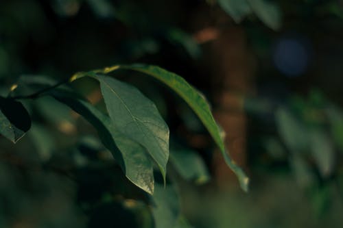 绿叶植物聚焦摄影 · 免费素材图片