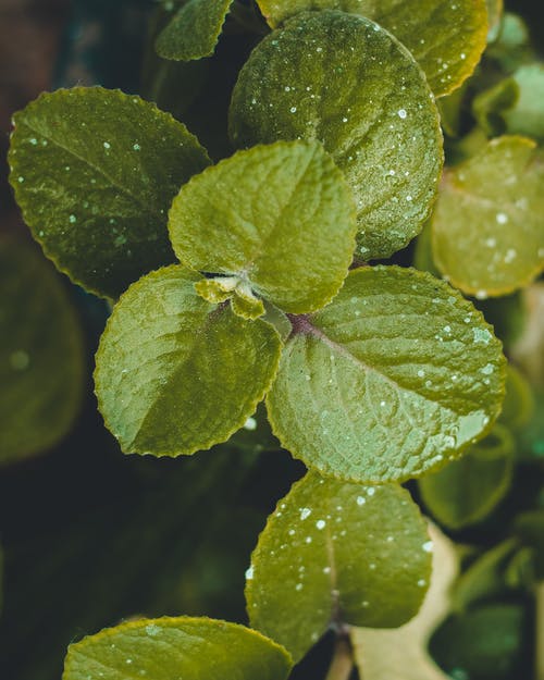 绿叶植物 · 免费素材图片