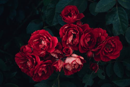 红玫瑰和绿叶 · 免费素材图片