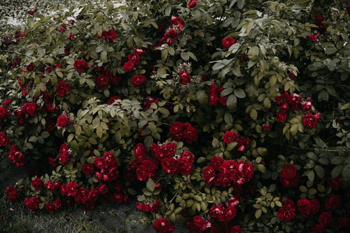 束红玫瑰 · 免费素材图片