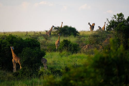 长颈鹿站在被植物包围的草地上 · 免费素材图片