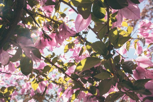 白天的粉红色花瓣花的低角度摄影 · 免费素材图片