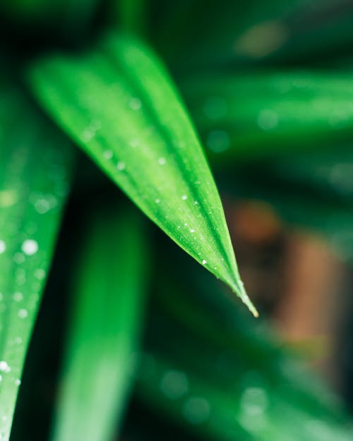 绿叶植物与水露的特写摄影 · 免费素材图片