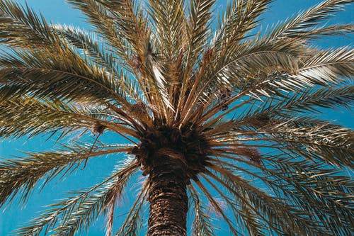 棕榈树的特写照片 · 免费素材图片