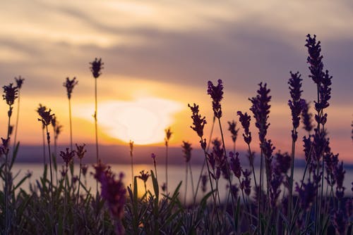 粉红色的花瓣花和日落河 · 免费素材图片