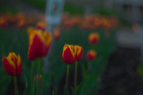 红色和黄色的郁金香花的选择性焦点照片 · 免费素材图片
