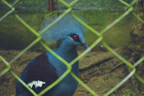 蓝鸟和黑鸟的浅焦点摄影 · 免费素材图片