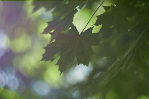 叶子的浅焦点照片 · 免费素材图片