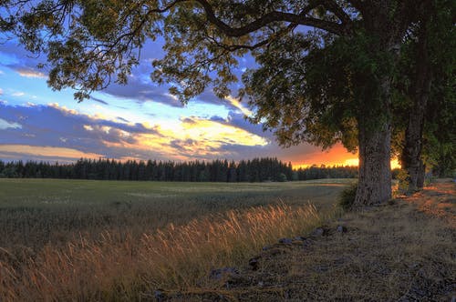 草地的风景照片 · 免费素材图片