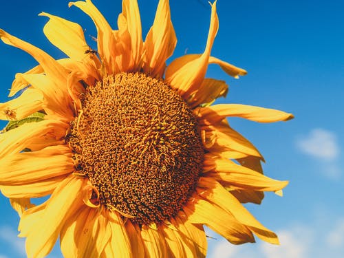 有关向日葵, 宏观, 工厂的免费素材图片