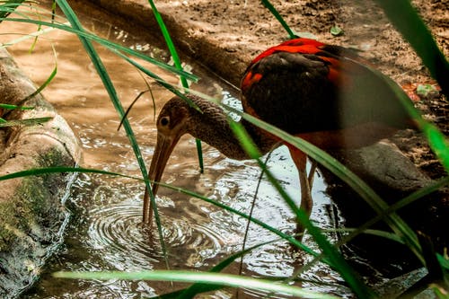 黑色和红色朱鹭鸟站在清澈的水 · 免费素材图片