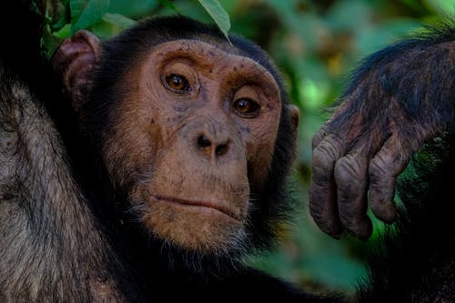 猴子摄影 · 免费素材图片