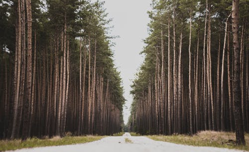 树木风景摄影 · 免费素材图片