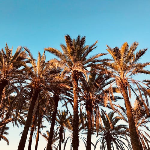 蓝色的平静天空下的棕榈树 · 免费素材图片