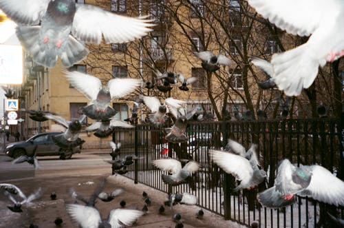 黑栅栏附近的鸽子群 · 免费素材图片