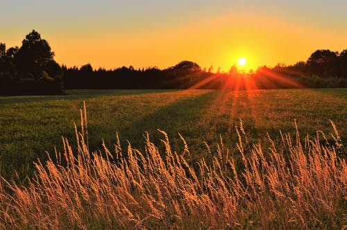 阳光穿过绿草田 · 免费素材图片
