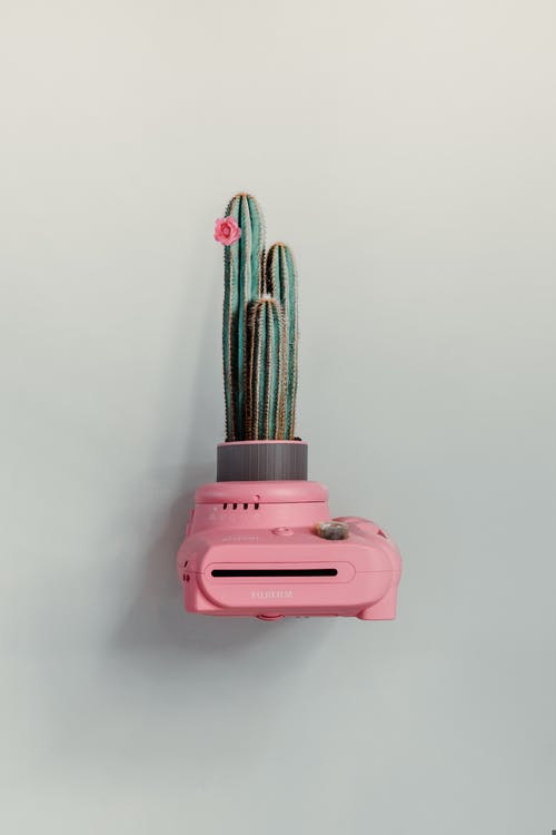 粉色富士胶片即时相机花瓶配绿色仙人掌植物 · 免费素材图片
