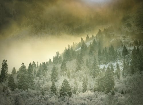 雾山与绿色和白色的树木 · 免费素材图片