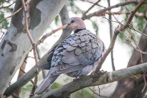 灰鸽子栖息在树枝上 · 免费素材图片