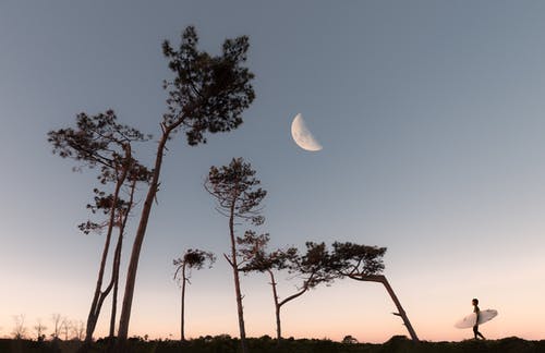 半个月亮和树木的轮廓 · 免费素材图片