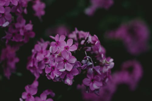 粉红宽瓣花 · 免费素材图片