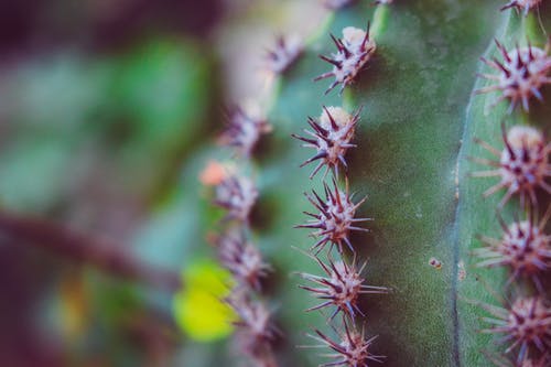 仙人掌植物的选择性聚焦摄影 · 免费素材图片