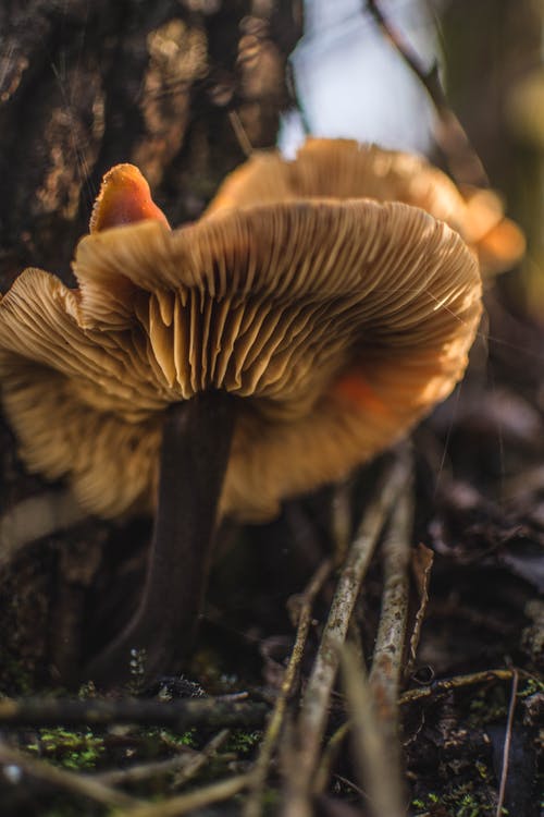 棕色蘑菇微距摄影 · 免费素材图片