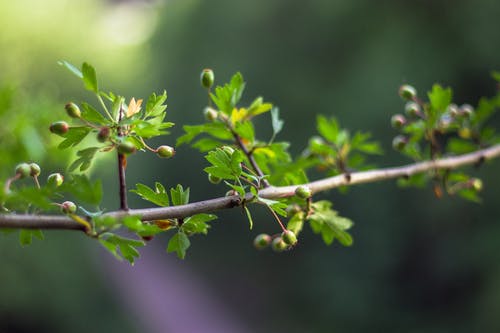 绿叶的植物与花蕾 · 免费素材图片