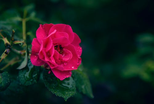 粉色玫瑰花朵与水滴的选择性聚焦摄影 · 免费素材图片