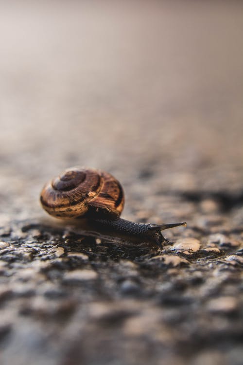 棕色蜗牛的选择性聚焦摄影 · 免费素材图片