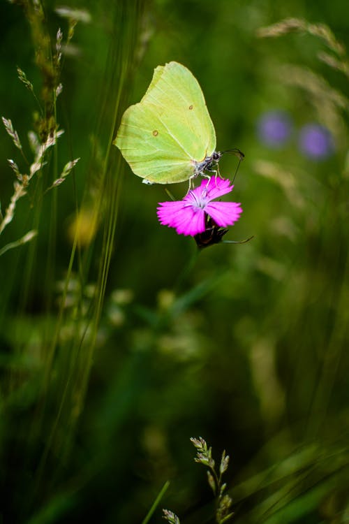 黄色的冲浪者蝴蝶栖息在粉红色的花瓣花上 · 免费素材图片