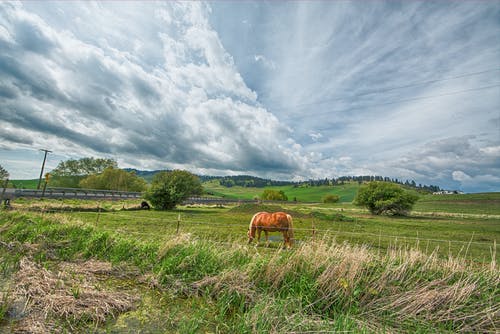 在灰色的云层下的绿草田上的橙色马 · 免费素材图片