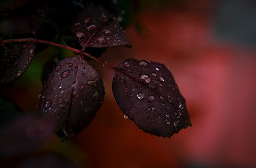 红色植物与水滴的特写摄影 · 免费素材图片