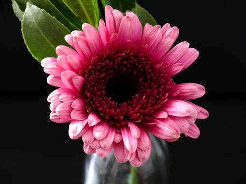 粉色非洲菊的特写摄影 · 免费素材图片
