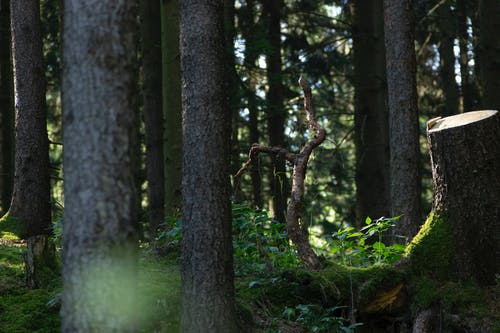 树木摄影 · 免费素材图片