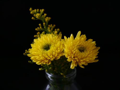 黄菊花 · 免费素材图片