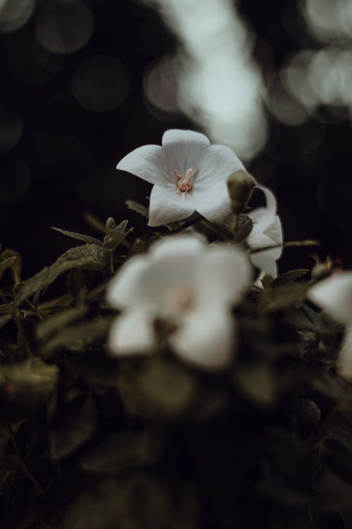 白花的特写摄影 · 免费素材图片