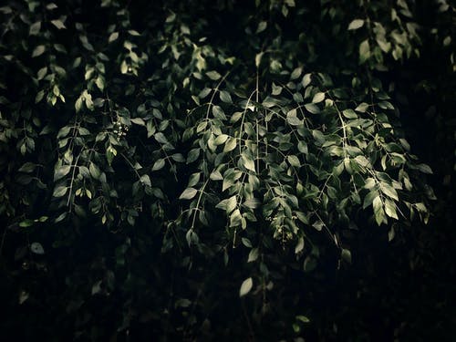 弱光摄影时绿叶的浅焦点摄影 · 免费素材图片