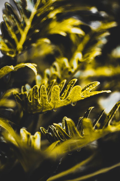 绿色植物浅焦点摄影 · 免费素材图片