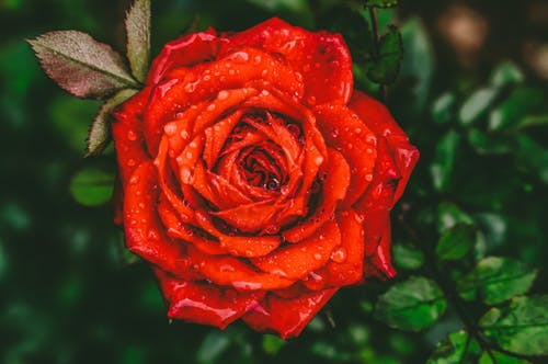 红玫瑰花朵与水滴的特写摄影 · 免费素材图片