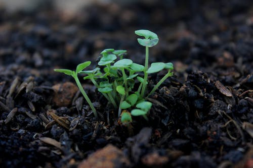 绿色植物的特写摄影 · 免费素材图片