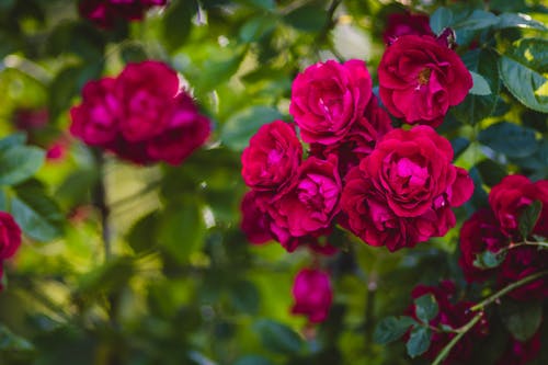 粉红玫瑰花朵的选择性焦点 · 免费素材图片