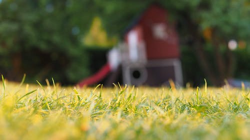 草的选择性聚焦摄影 · 免费素材图片