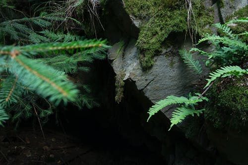 蕨类植物摄影 · 免费素材图片