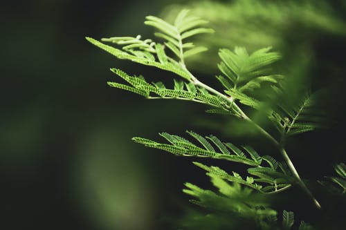 蕨叶的选择性聚焦摄影 · 免费素材图片