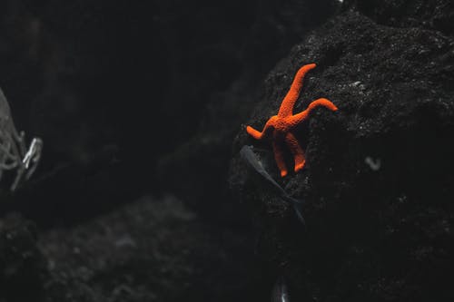 橙色海星 · 免费素材图片