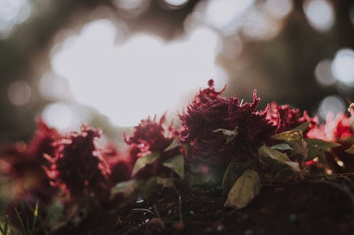 红色花朵的特写摄影 · 免费素材图片