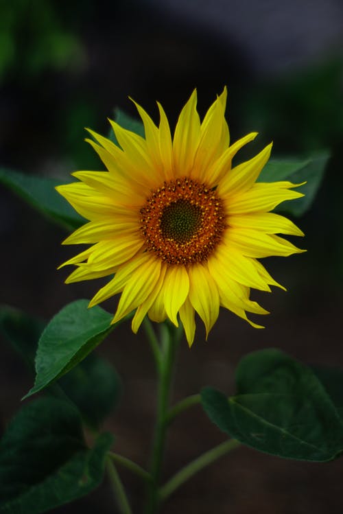 黄色向日葵的选择性聚焦摄影 · 免费素材图片